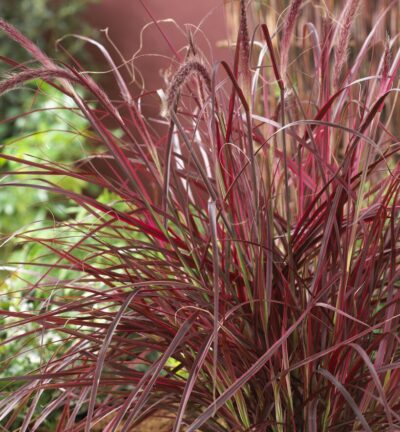 Pennisetum advena 'Fireworks' - Lampenpoetsersgras