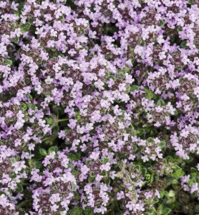 Thymus praecox 'Pseudolanuginosus' - Woltijm
