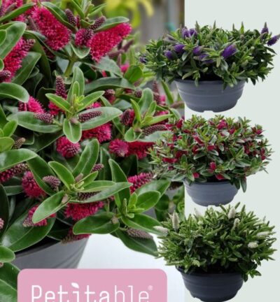 Hebe addenda Petitable® - Struikveronica in schaal