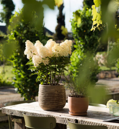 Hydrangea paniculata 'Living Little Blossom' - Pluimhortensia
