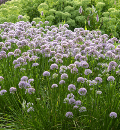 Allium 'Millenium' -  Sierui