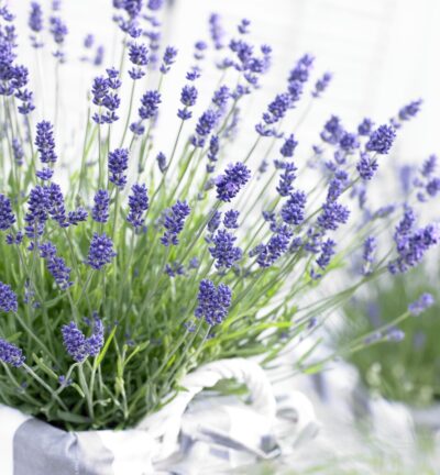 Lavandula angustifolia 'Essence Purple' - Lavendel