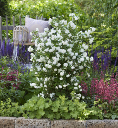 Philadelphus Pearls of Perfume - Geurende Jasmijn