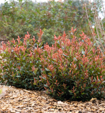 Photinia fraseri 'Amigo' - Glansmispel