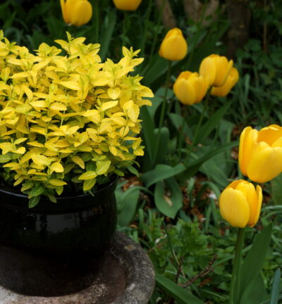 Euonymus fortunei Goldy® ('Waldbolwi'PBR) - Kardinaalsmuts