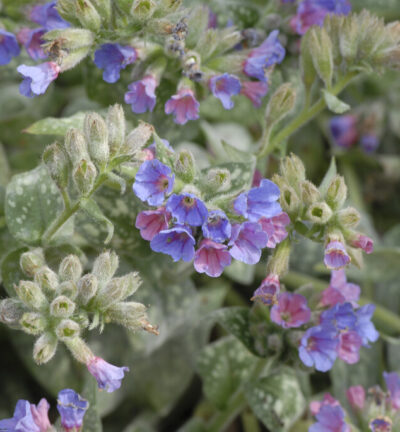 Pulmonaria 'Trevi Fountain' - Longkruid