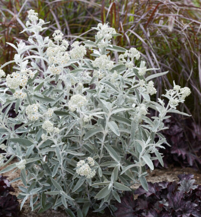 Buddleja davidii Silver Anniversary ('Morning Mist'PBR) - Vlinderstruik