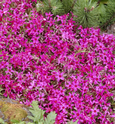 Phlox subulata 'Atropurpurea' - Vlambloem