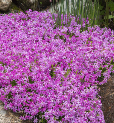Phlox subulata 'Purple Beauty' - Vlambloem