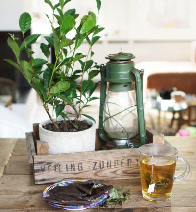 Theeplant met doosje Local Tea - Theeplant in vensterhoes met een doosje Local Tea naar keuze