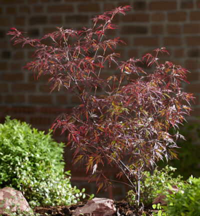 Acer palmatum 'Royal Garnet' - Japanse Esdoorn
