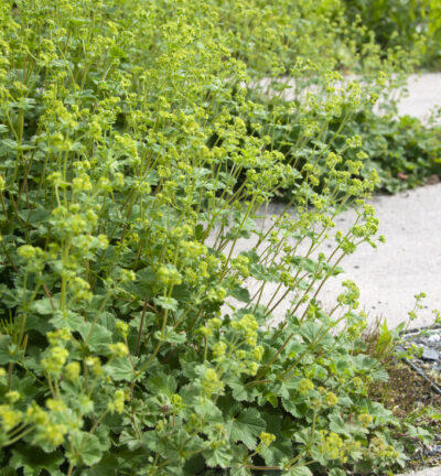 Alchemilla erythropoda - Kleinbladige vrouwenmantel