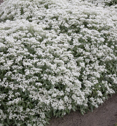 Anaphalis triplinervis - Siberische Edelweiss