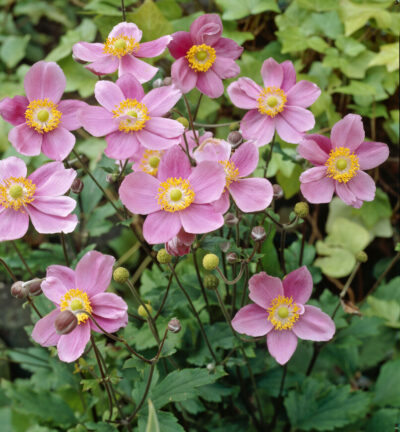 Anemone h. 'September Charm' - Herfstanemoon