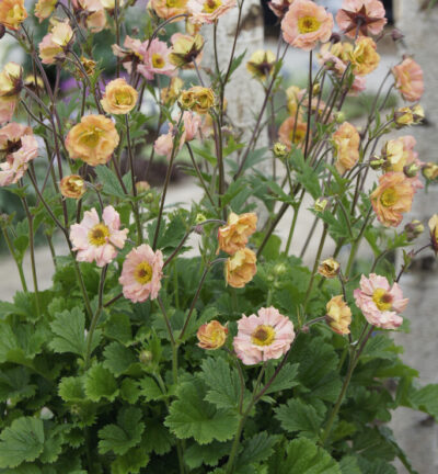 Geum 'Mai Tai' - Nagelkruid