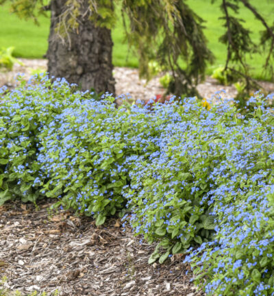Brunnera macrophylla 'Jack of Diamonds' - Kaukasisch Vergeet-me-nietje