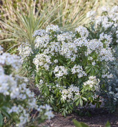 Choisya Ternata 'Greenfingers' - Choisya