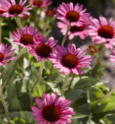 Echinacea purpurea 'Little Magnus' - Zonnehoed
