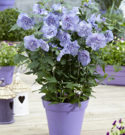 Hibiscus syriacus 'Blue Chiffon®' - Altheastruik