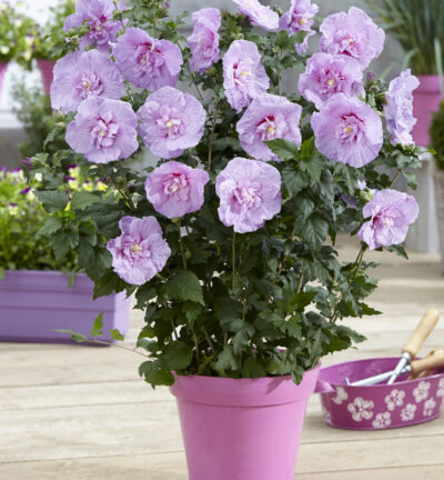 Hibiscus syriacus 'Lavender Chiffon®' - Altheastruik