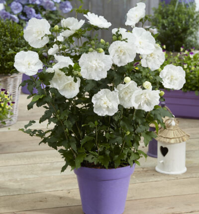 Hibiscus syriacus 'White Chiffon®' - Altheastruik