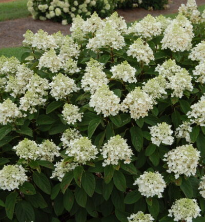 Hydrangea paniculata ´Baby Lace´ - Hortensia