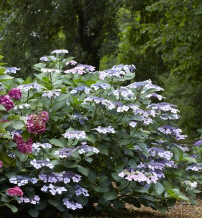 Hydrangea macrophylla 'Mariesii Perfecta' - Schermhortensia