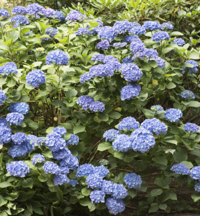 Hydrangea macrophylla 'Renate Steiniger' - Hortensia