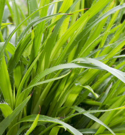 Luzula sylvatica Starmaker - Grote Veldbies
