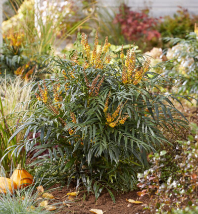 Mahonia eurybracteata 'Volcano’ - Chinese Mahoniestruik