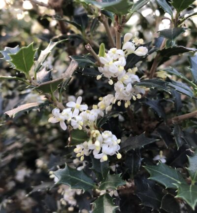 Osmanthus heterophyllus 'Perfume Party' - Schijnhulst