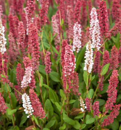 Persicaria affinis 'Kabouter' - Kruipduizendknoop