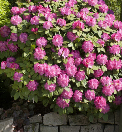 Rhododendron 'Germania' - Rododendron
