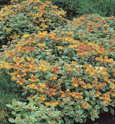 Sedum Kamtschaticum Variegatum - Bont Vetkruid