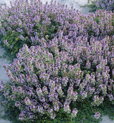 Thymus Doone Valley - Looptijm