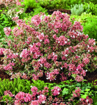 Abelia grandiflora 'Magic Daydream' - Abelia