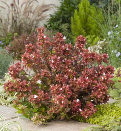 Abelia grandiflora 'Mystic Daydream' - Abelia