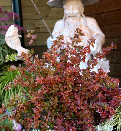 Abelia grandiflora 'Sunshine Daydream' - Abelia