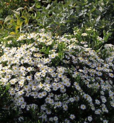 Aster ageratoides 'Starshine' - Aster