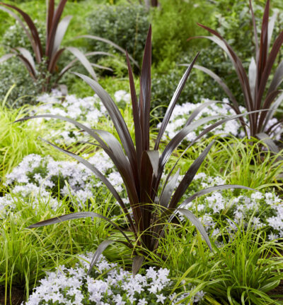 Cordyline australis 'Superstar' - Koolpalm