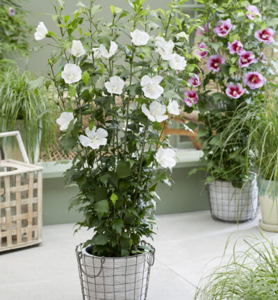 Hibiscus syriacus 'Flower Tower White' - Altheastruik