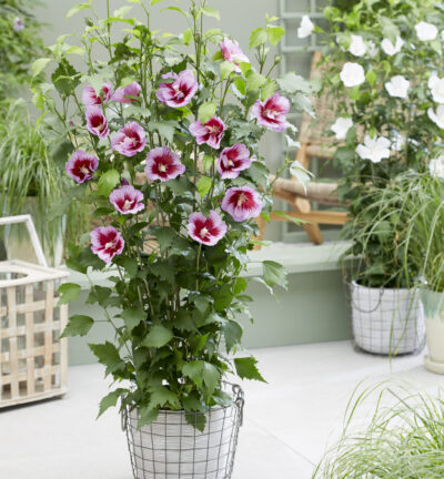 Hibiscus syriacus 'Flower Tower Purple' - Althea-Strauch
