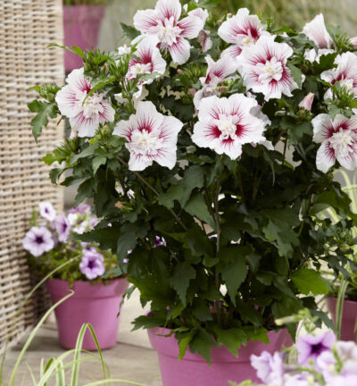 Hibiscus syriacus 'Starburst Chiffon®' - Altheastruik