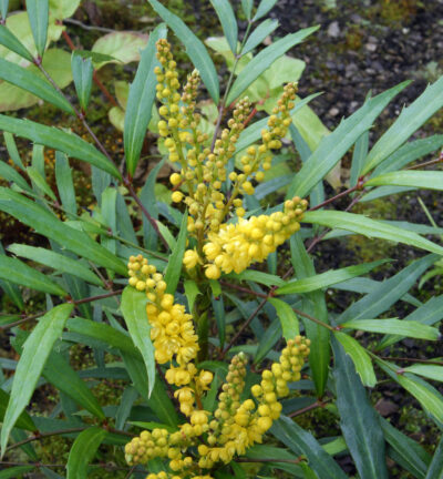 Mahonia eurybracteata 'Sweet winter’ - Chinese Mahoniestruik