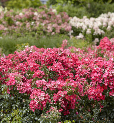 Rosa (H) 'Lipstick' - Trosroos