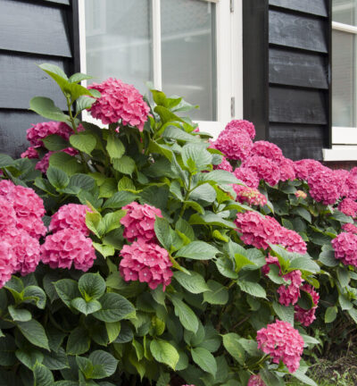 Hydrangea macrophylla 'Sibilla' - Hortensia
