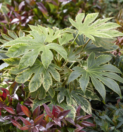 Fatsia japonica 'Spiders Web' - Japanse Vingerplant