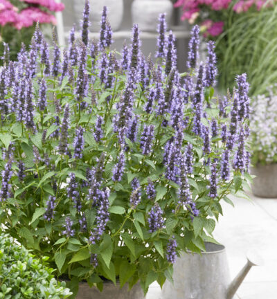 Agastache rugosa 'Little Adder' - Dropplant