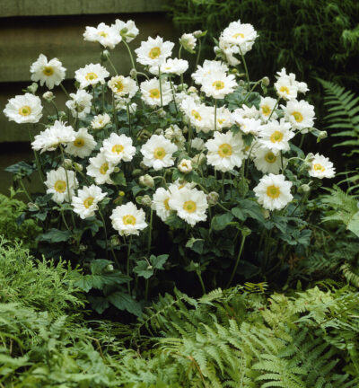 Anemone hybrida 'Whirlwind' - Herfstanemoon