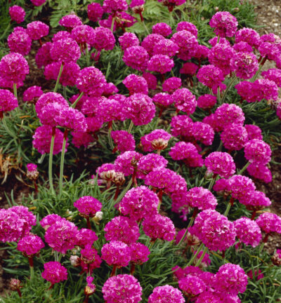 Armeria maritima 'Dusseldorfer Stolz' - Engels Gras